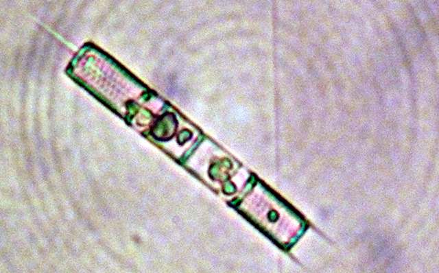 硅藻門--直鏈藻