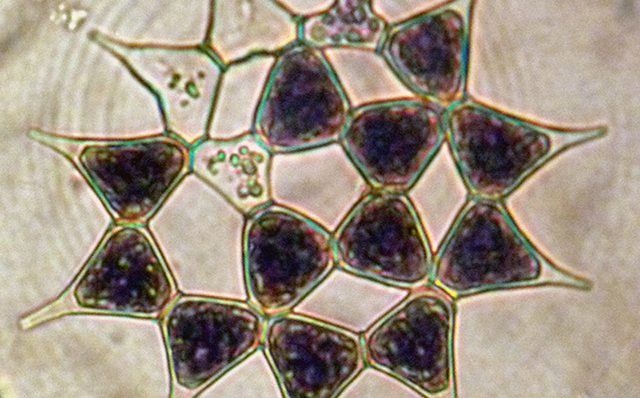 綠藻門--盤星藻